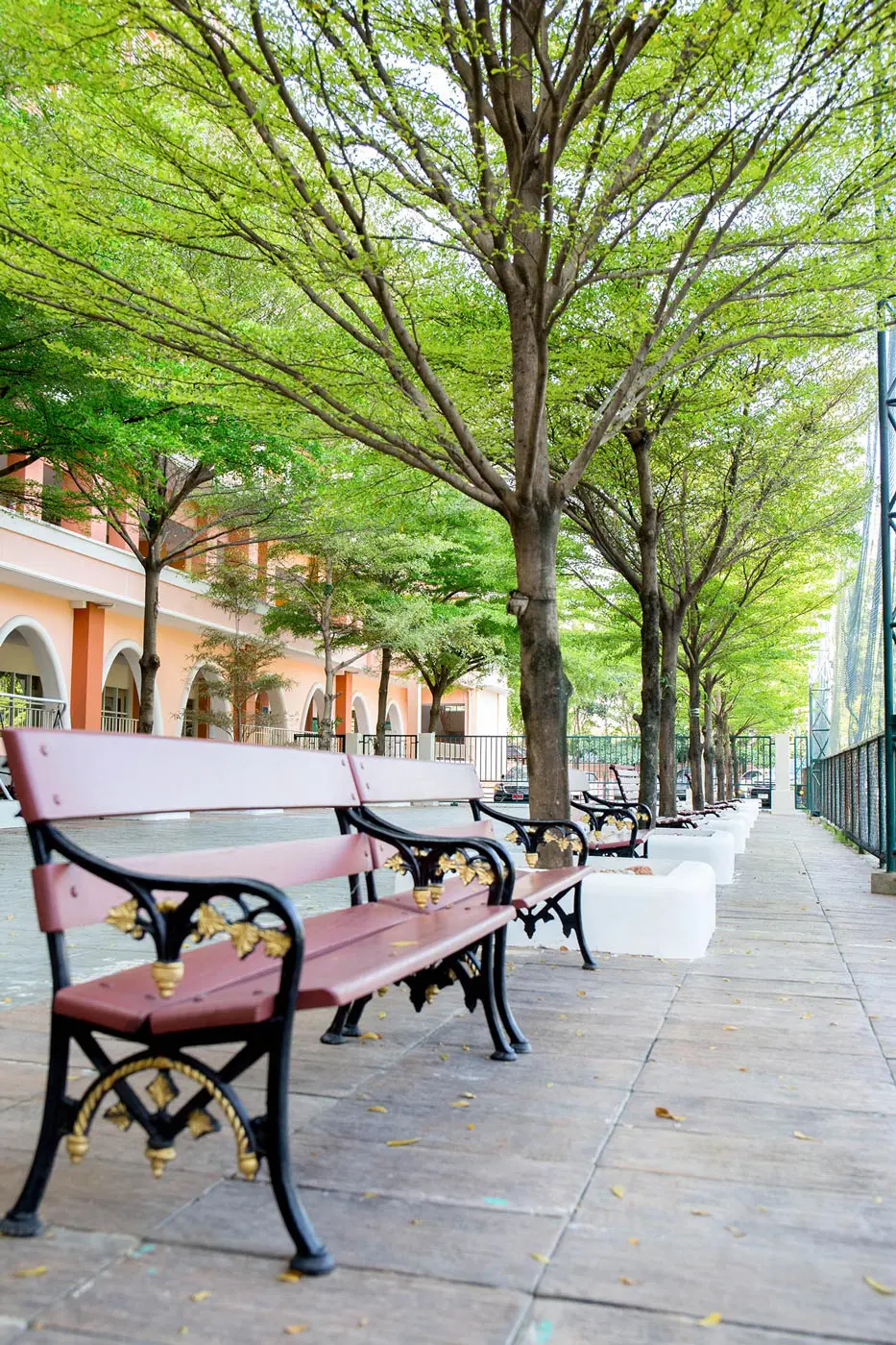 Benches beneath trees in the school patio